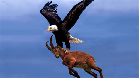 Create meme "animals , eagle , bald eagle" - Pictures - Meme-arsenal.com