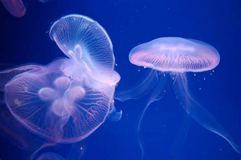 Two Jellyfish Swimming In An Aquarium Together