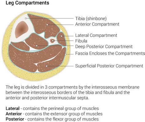 Figure Leg Compartments Leg Compartments Illustration