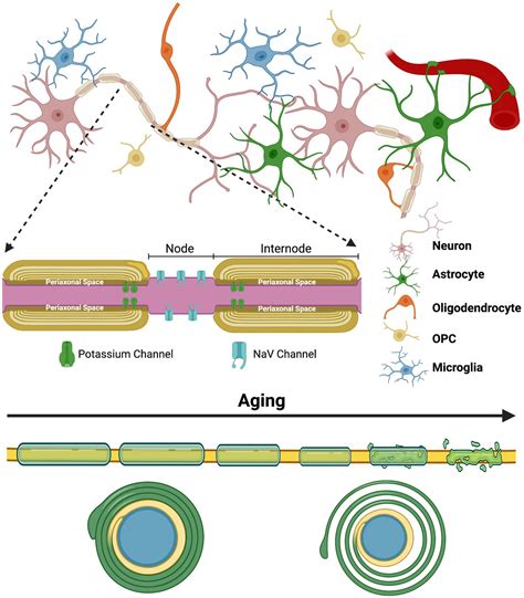 Frontiers Enhancing Axonal Myelination In Seniors A Review Exploring