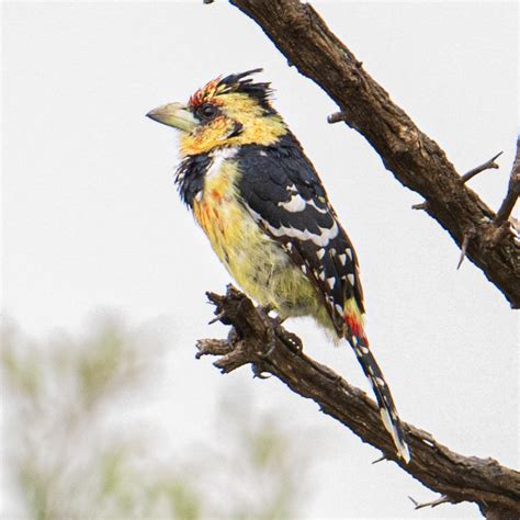 Crested Barbet From Ehlanzeni District Municipality South Africa On