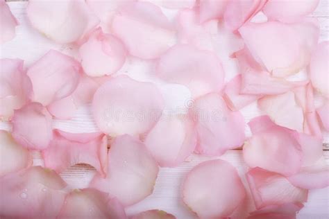 Background of Pink Rose Petals Stock Photo - Image of harmony, concept: 208538680