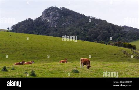 jersey dairy cows Stock Video Footage - Alamy