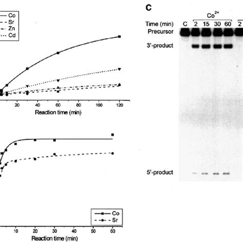 Cleavage Kinetics Of The Cis W Cis L Trans S And Trans S