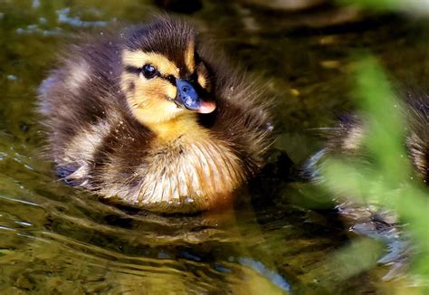 Dos Patitos Negro Y Amarillo Cuerpo Agua Pato Silvestre Polluelos