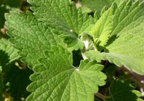 Nepeta Planting Care And Harvest How Pets Love It Too