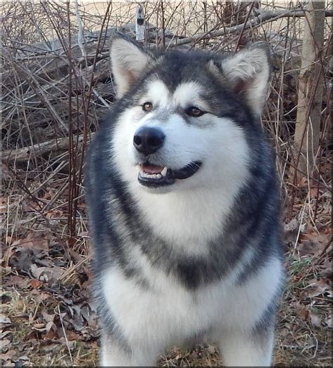 Alaskan Malamutes Kalamals Kennel