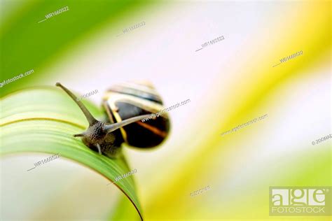 Garden Snail, Stock Photo, Picture And Royalty Free Image. Pic ...