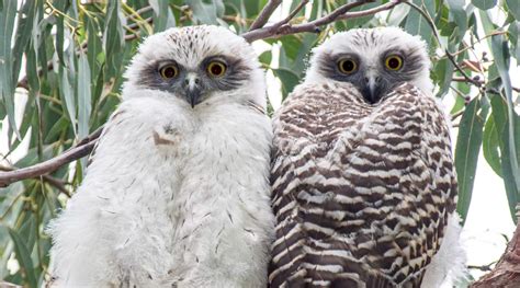 Powerful Owl - BirdLife Australia