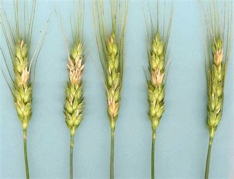 Managing Fusarium Head Blight Risk Manitoba Co Operator