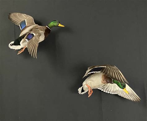 Mallard Duck Mount Ideas