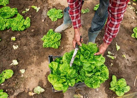 How to Harvest Lettuce So It Keeps Growing! - Green Acres Gardening