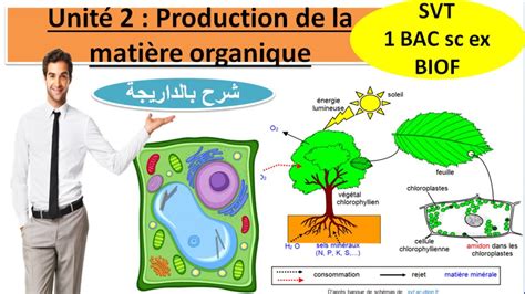 Unité 2 La Production De La Matière Organique Svt 1bac Sc Ex Option