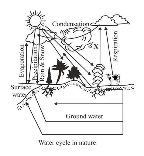 Draw a labelled diagram to show water cycle in nature