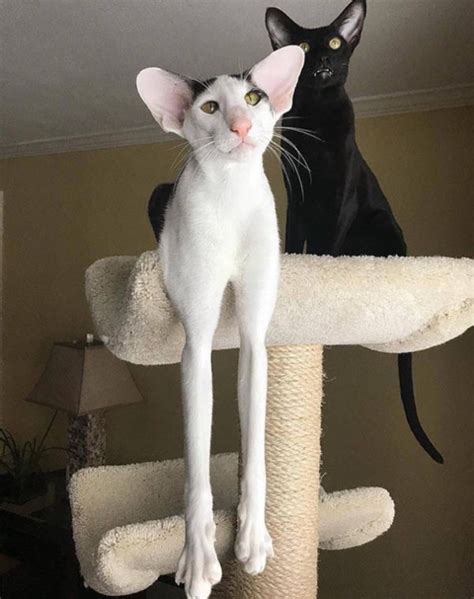 Meet Dobby Cat Neatorama