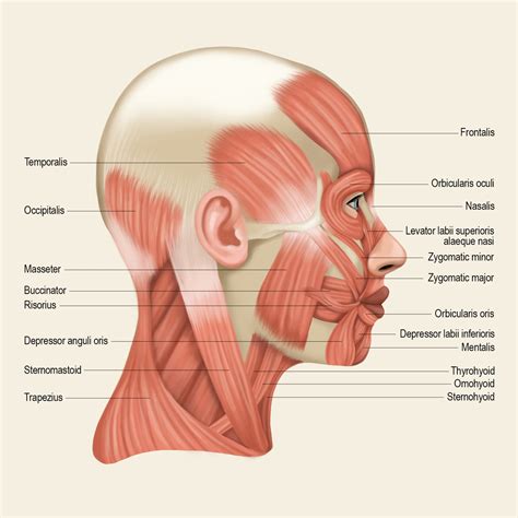 Muscles Of The Head And Neck Poster 2 For Classroom Study Room Spa