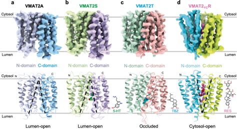 Transport And Inhibition Mechanism For Vmat Mediated Synaptic Vesicle