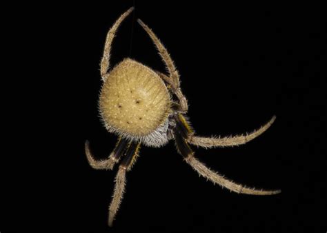 Eriophora Ravilla Tropical Orb Weaver In Saint Petersburg Florida