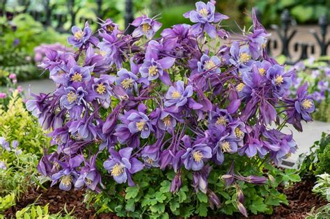 Aquilegia Earlybird Purple Blue (Columbine)