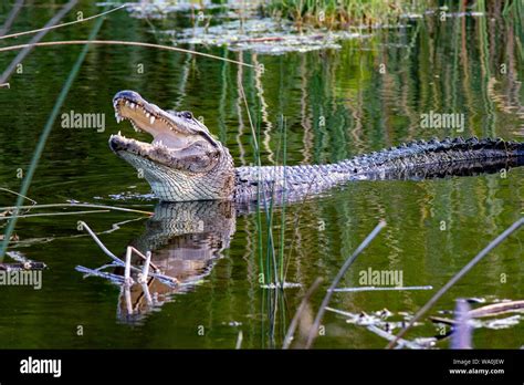 Florida alligator beach hi-res stock photography and images - Alamy