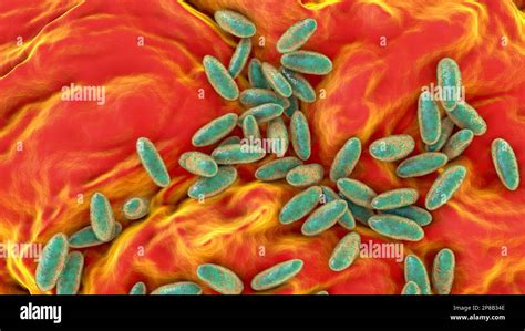 Bact Rie De La Peste Yersinia Pestis Illustration Informatique Y