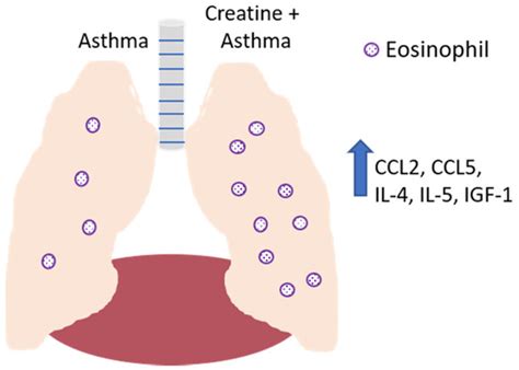 Nutrients Free Full Text The Role Of Creatine In The Development