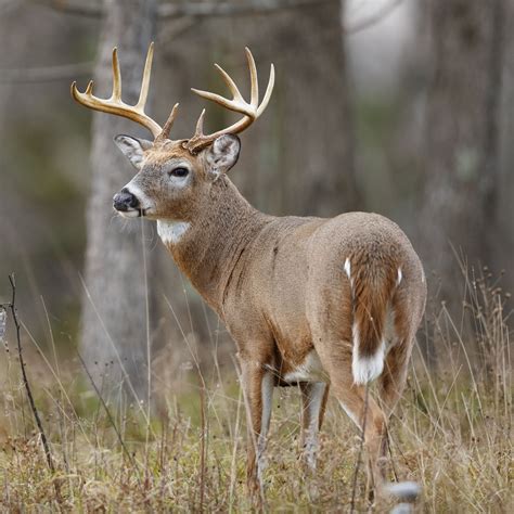 Pennsylvania Hunting Seasons Licenses And Regulations Sportsman S Warehouse