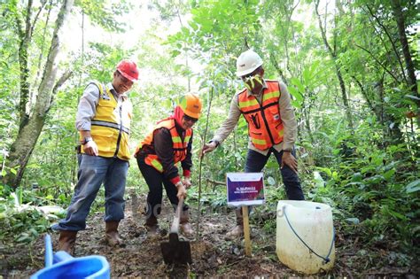 Tanam Pohon Di Bekas Galian Tambang Wawali Najirah Minta Perusahaan