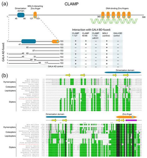 Ijms Free Full Text Dimerization Activity Of A Disordered N