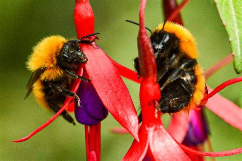 A quarter of all known bee species haven't been seen since the 1990s ...