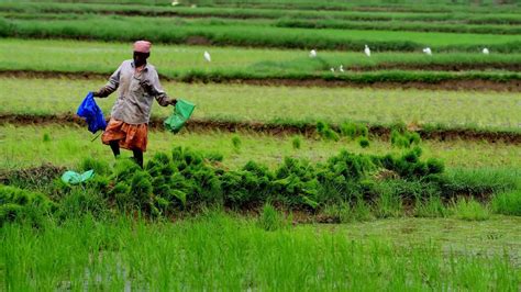 Budget 2024 Rs 1 52 Lakh Crore Allocated For Agri Allied Sectors