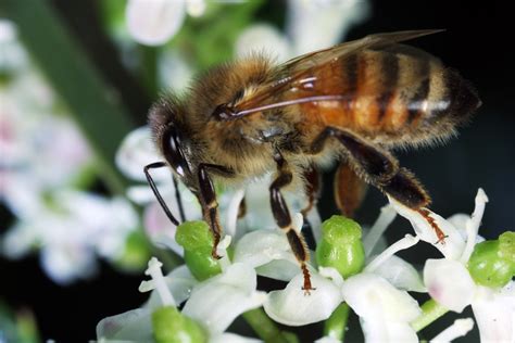 Gli Apicoltori Americani Hanno Perso Met Delle Loro Api