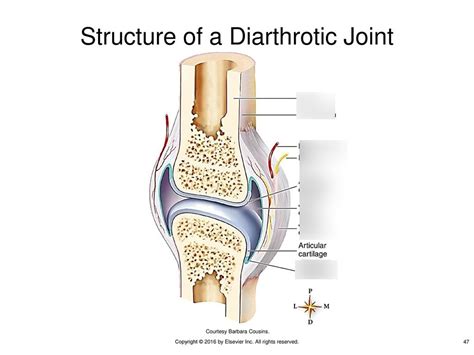 A&P DIARTHROTIC JOINT (INTRO TO BONES AND JOINTS) Diagram | Quizlet