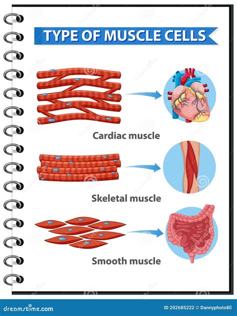 Tipo De Células Musculares Para Infografía De Educación Sanitaria