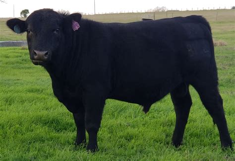 Registered Angus Bulls Texas Salebarn