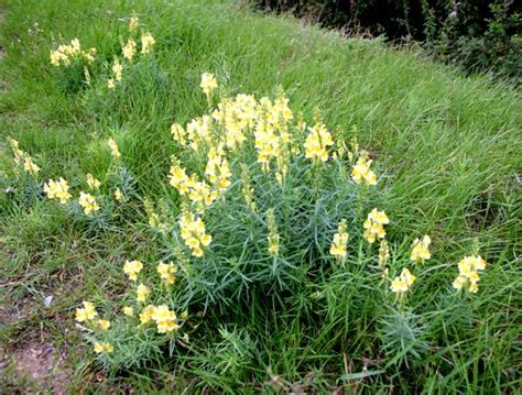 Linaria vulgaris, Common Toadflax: identification, distribution, habitat