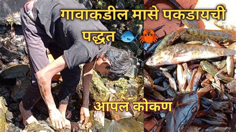 गावाकडील आज पकडलेले मासे खेकडे Ll 🦀🐟 आपल कोकण Ll Aapal Kokan Ll