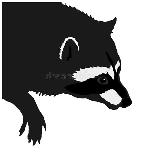 Raccoon Bandit Stock Illustrations 374 Raccoon Bandit Stock