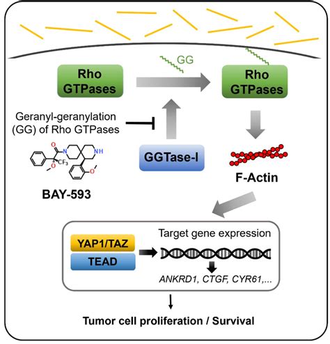 Novel Yap Taz Pathway Inhibitors Identified Through Phenotypic