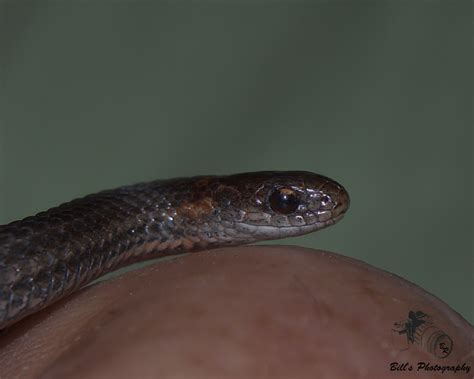 Minnesota Seasons Red Bellied Snake