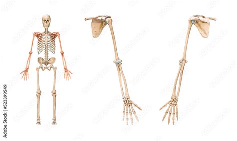 Accurate Bones Of The Arm Or Upper Limb Of The Human Skeletal System Or