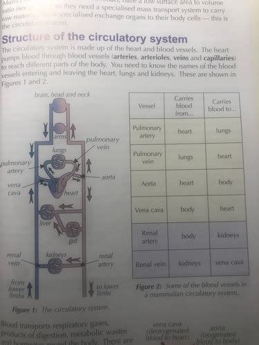 Biology B3 3 The Circulatory System Flashcards Quizlet