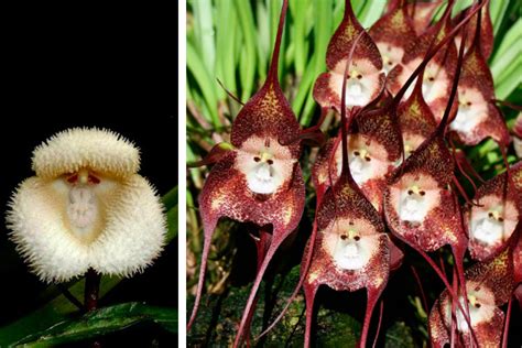 Flores Exóticas Belas E Raras Orquídeas Estranhas