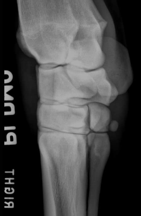 DMPLO Equine Carpus Radiograph Diagram Quizlet