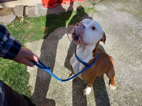 Starving Dogs Rescued From Canterbury House Go Through Incredible