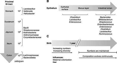 Spatial And Temporal Aspects Of Intestinal Microbiota Composition A