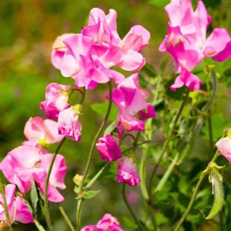 Te kwiaty posiej w marcu w ogrodzie. Ozdobią całe rabaty | Domek i ogródek