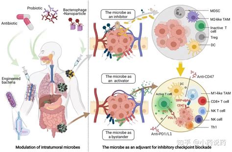 肿瘤微生物微环境 知乎
