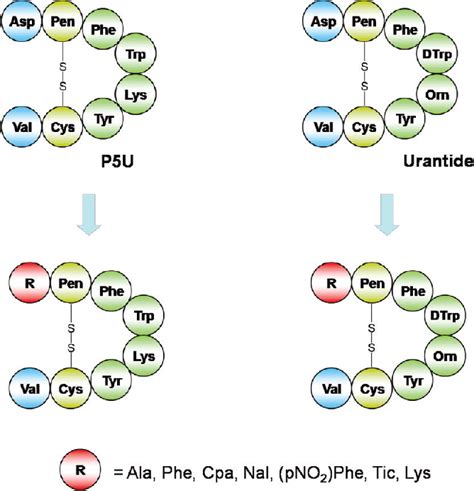 Figure 2 From New Insight Into The Binding Mode Of Peptide Ligands At