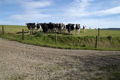 Sapi Tanah Pertanian Ternak Foto Gratis Di Pixabay